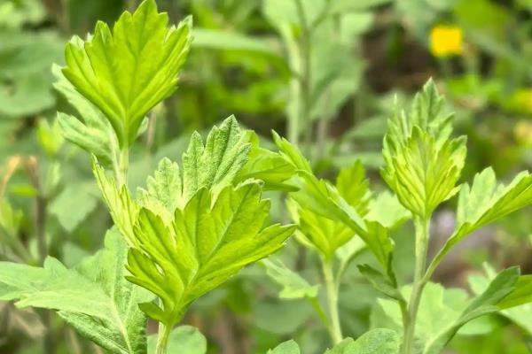 艾草有什么种类,分为艾蒿、香艾等品种