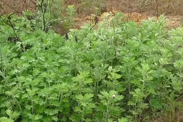 艾草有什么种类,分为艾蒿、香艾等品种