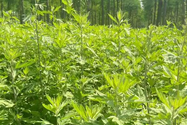 艾草有什么种类,分为艾蒿、香艾等品种