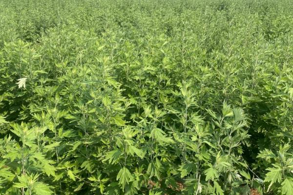 艾草有什么种类,分为艾蒿、香艾等品种