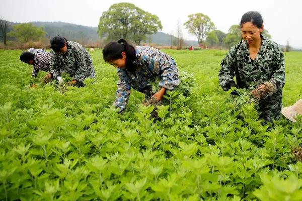艾草有什么种类,分为艾蒿、香艾等品种