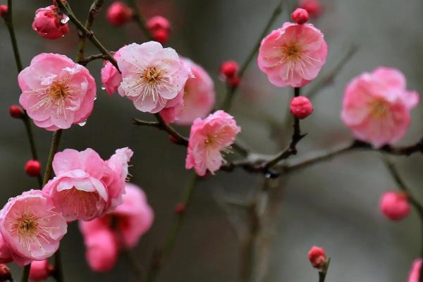 梅花的象征意义，寓意坚韧、祝福等