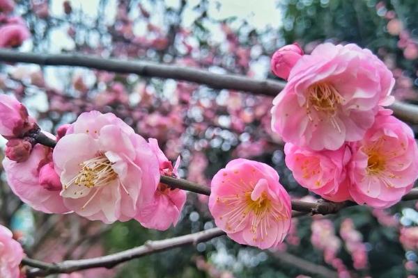 梅花的象征意义，寓意坚韧、祝福等