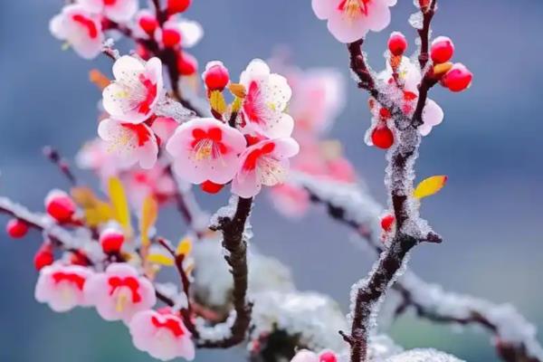 梅花的象征意义，寓意坚韧、祝福等