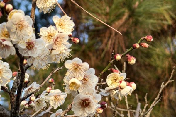 梅花的象征意义，寓意坚韧、祝福等