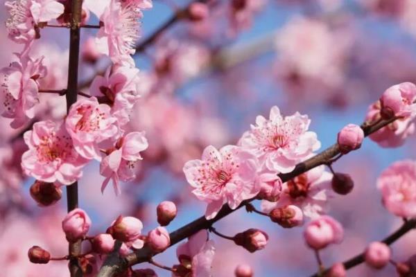 梅花的象征意义，寓意坚韧、祝福等
