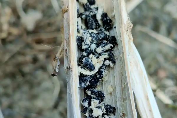 油菜三大病害防治方法，不同病害的防治方法不同