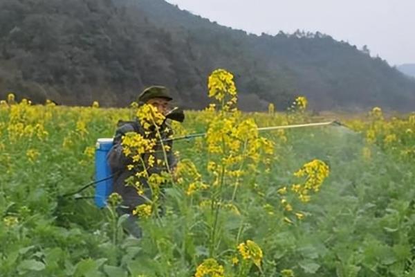 油菜三大病害防治方法，不同病害的防治方法不同