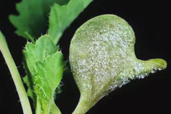 油菜三大病害防治方法，不同病害的防治方法不同