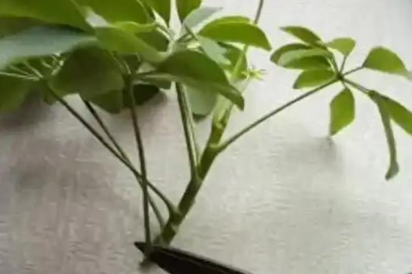 发财树怎么扦插,选择枝干粗壮且无病虫害的枝条扦插