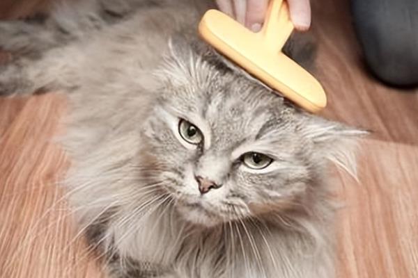 猫咪毛球症的表现，表现为干呕