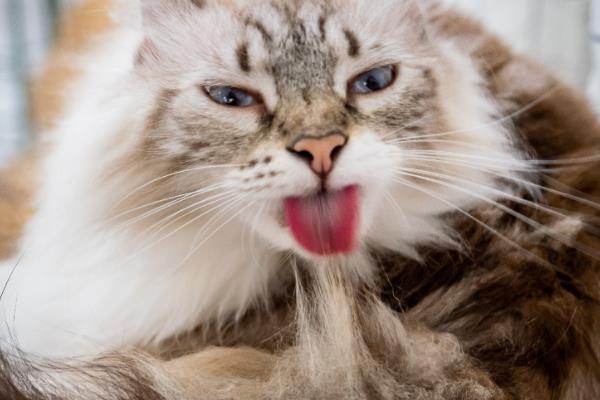 猫咪毛球症的表现，表现为干呕