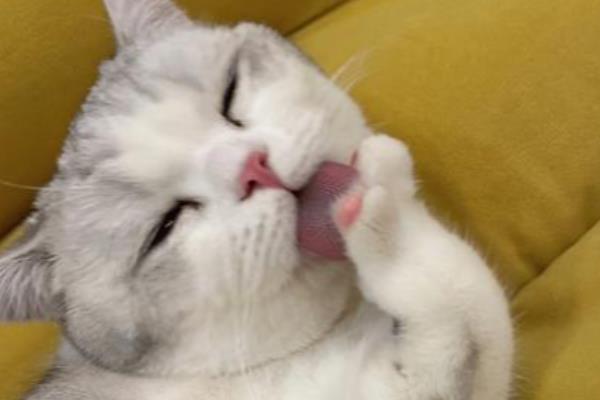 猫咪毛球症的表现，表现为干呕