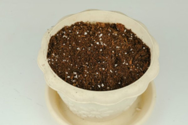 芝樱花种子的播种时间,最好在3-4月份播种