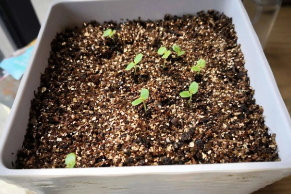 芝樱花种子的播种时间,最好在3-4月份播种