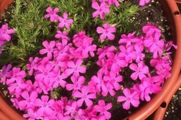 芝樱花种子的播种时间,最好在3-4月份播种