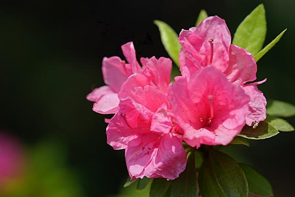 杜鹃花有没有毒，白色和黄色杜鹃花有毒