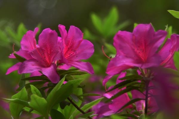 杜鹃花有没有毒，白色和黄色杜鹃花有毒