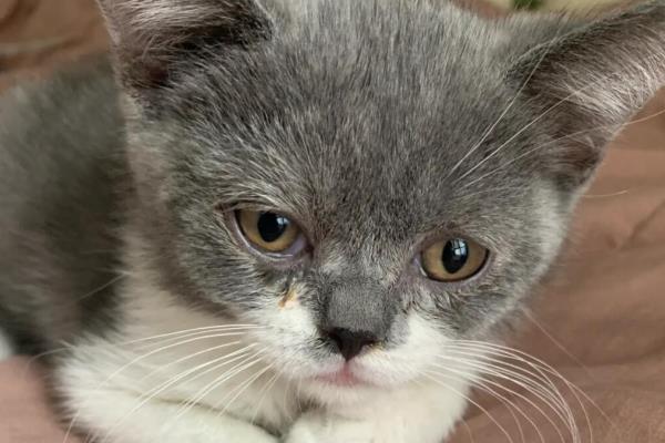 猫鼻支能自愈吗,是不能以自愈的