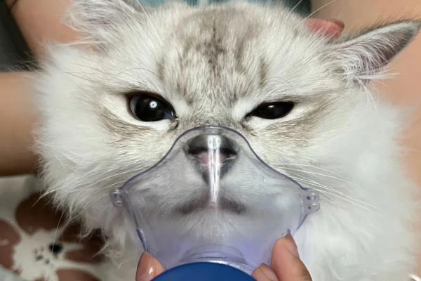 猫鼻支能自愈吗,是不能以自愈的