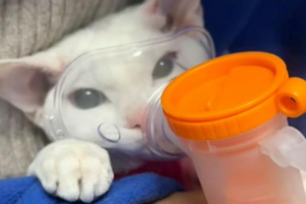 猫鼻支能自愈吗,是不能以自愈的