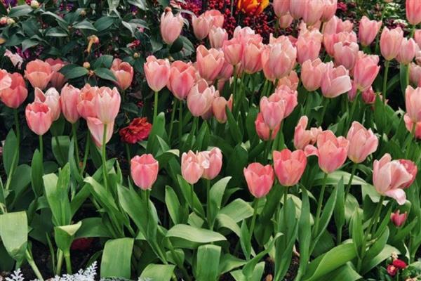 郁金香开完花如何管理，后期需要给予充足的光照
