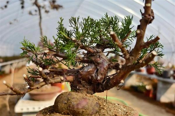 盆景用的铝丝，根据盆景植株的大小来选择