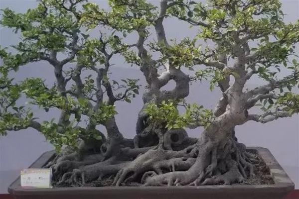 盆景用的铝丝，根据盆景植株的大小来选择