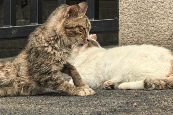 犬猫旋毛虫病的症状，表现为食欲减退、呕吐等
