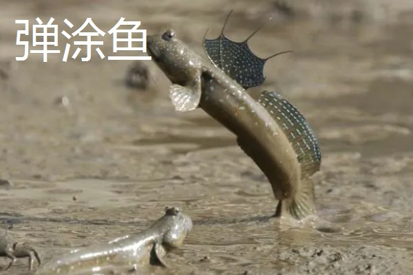 为什么鱼可以在水里呼吸,因为鱼鳃的构造比较特殊