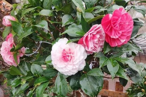 茶花象征的精神品质,寓意谨慎孤傲、细心谦让等