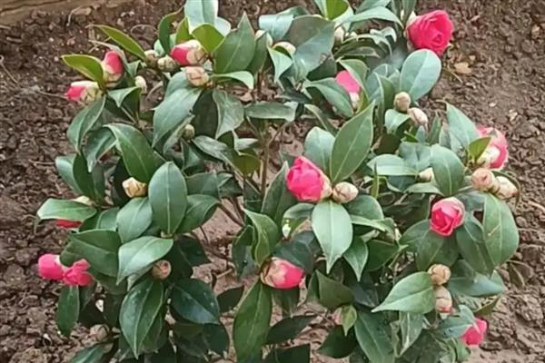 茶花象征的精神品质,寓意谨慎孤傲、细心谦让等