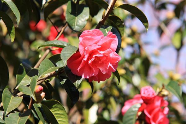 茶花象征的精神品质,寓意谨慎孤傲、细心谦让等