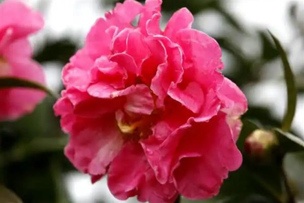茶花象征的精神品质,寓意谨慎孤傲、细心谦让等