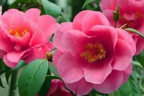 茶花象征的精神品质,寓意谨慎孤傲、细心谦让等