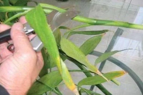 富贵竹为什么不生根,常见缺乏修剪、水质浑浊等因素