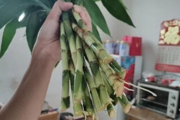富贵竹为什么不生根,常见缺乏修剪、水质浑浊等因素