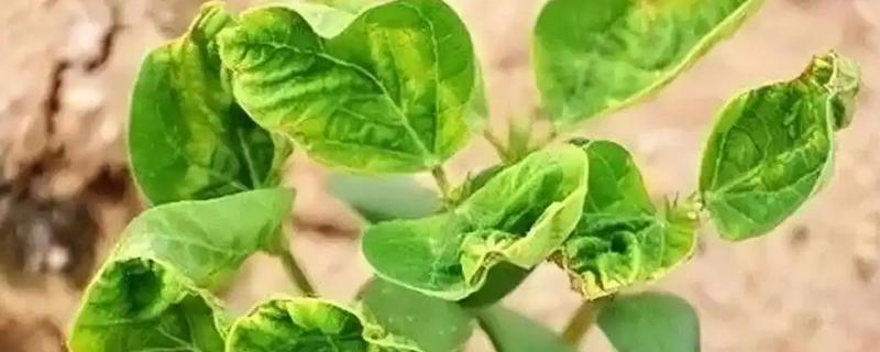 药害的解除方式，可喷大水冲洗药剂