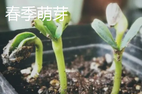 为什么向日葵向着太阳，喜欢在阳光充足的环境下生长