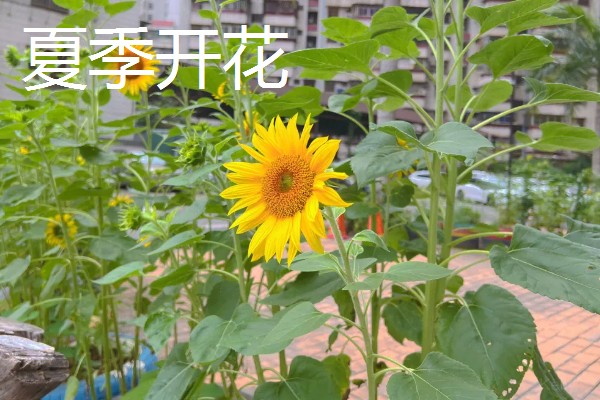 为什么向日葵向着太阳，喜欢在阳光充足的环境下生长