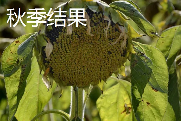 为什么向日葵向着太阳，喜欢在阳光充足的环境下生长