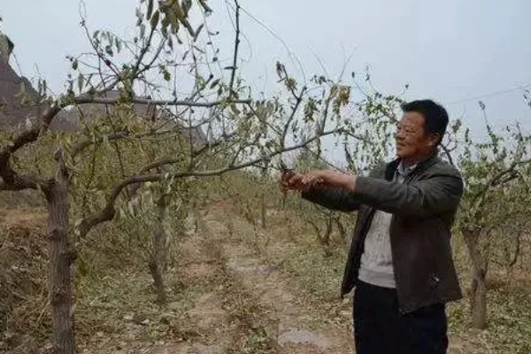 为什么枣树要剪头，可以促进枝叶的生成