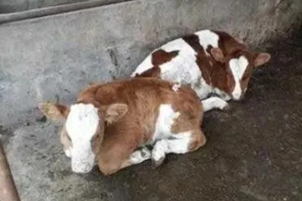 犊牛腹泻的原因,可能是环境应激所致