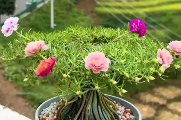 太阳花冬季如何养护，要为其降低浇水的频率