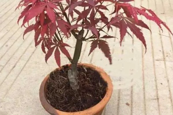 日本红枫的养殖方法,平时放在有散射光的地方