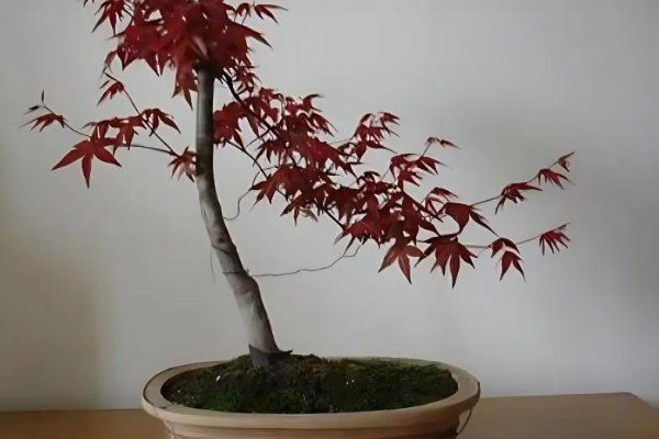 日本红枫的养殖方法,平时放在有散射光的地方