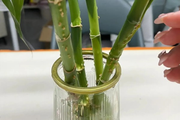 富贵竹的种植数量,一根、四根、六根、十根都很合适
