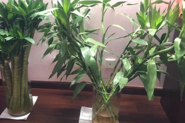 富贵竹的种植数量,一根、四根、六根、十根都很合适