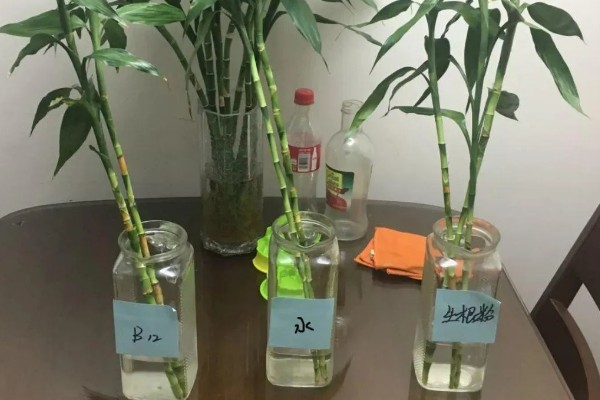 富贵竹的种植数量,一根、四根、六根、十根都很合适