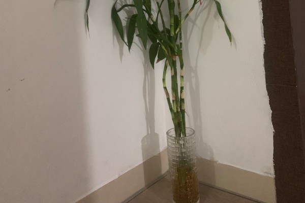 富贵竹的种植数量,一根、四根、六根、十根都很合适